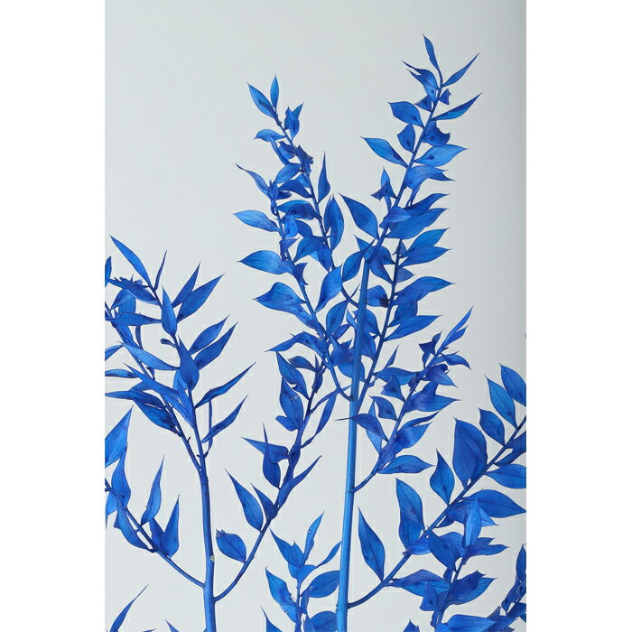 【プリザーブド】東北花材/ソフトラスカス/1束/約25g/海/79043