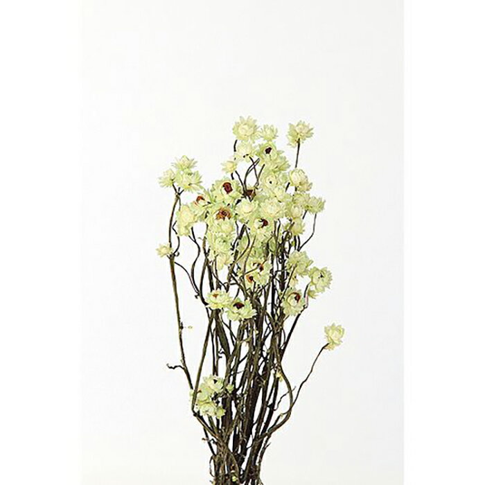 【ドライ】東北花材/アンモビューム/1束/約30g/グリーン/67305