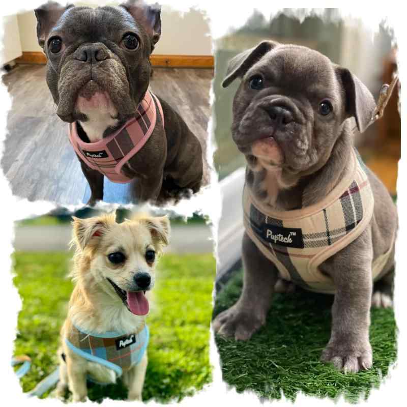 NewageOfficeflowingのPUPTECK 犬 ハーネス リード セット 犬用 胴輪 はーねす 調節可能 着脱簡単 軽量 メッシュ 通気性 快適 ソフト 反射材付き 引っ張り防止 抜けない 喉に優しい 耐久性 散歩 安全 しつけ用 老犬介｜アングル2