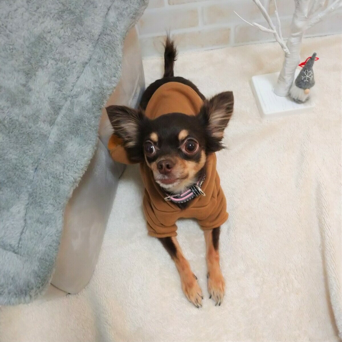 �����ʡ��ڥåȡ������������������������ץ졡���ꥹ�ޥ����ȥʥ������ȥ졼�ʡ����ѡ������ȥʥ����ѡ�����