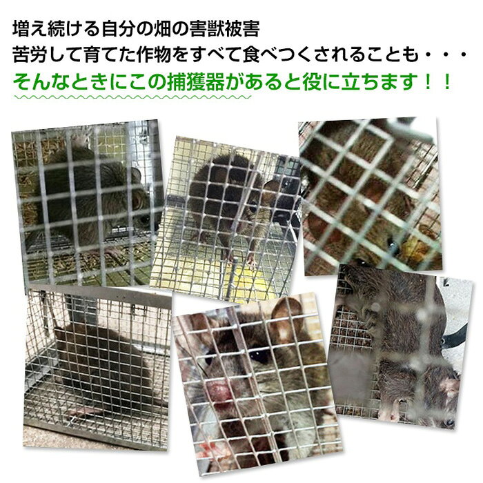 【即納】捕獲器 踏み板式 折りたたみ収納 ガード付き踏板式 バネ式 アニマルキャッ...