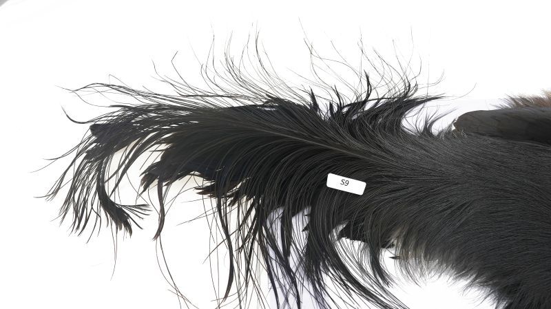 CANAL������ʥ롡�֥롼���䡼�ɡ�����ץ꡼�ȡ�BLUE��EARED��COMPLETE