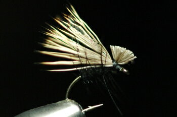 SBʥ硼ȥܥǥˡǥʥʥˡ֥å