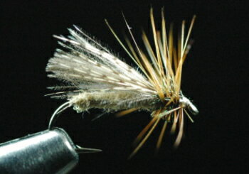 CDCカディス　タン