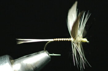 ジンジャークイル