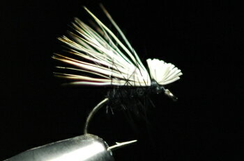 SBʥ硼ȥܥǥˡǥʥ֥꡼ˡ֥å