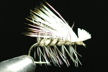 エルクヘアカディス (ブリーチ) タン