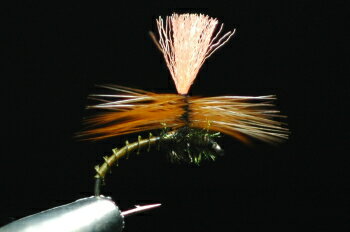 コンドルパラシュート　ジンジャー