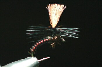 FRYE - ピーコックパラシュート　レッド