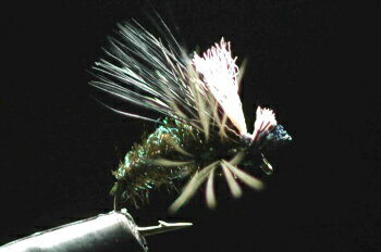 イワナカディス