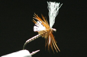 ADW/PPW　ミッジクリップル　ブラウン