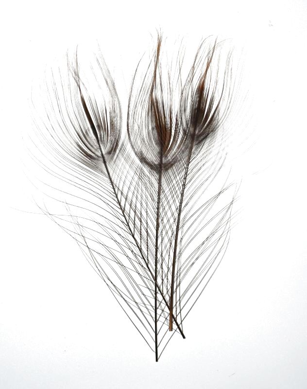 CANAL キャナル　ストリップド　ピーコック　Stripped　Peacock