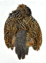 CANAL キャナル ブラックフランコリン (オス) Black Francolin