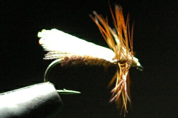 CDC オナシカワゲラ