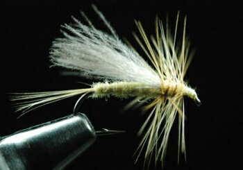 CDC イエローサリー