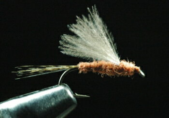 CDc Fly - CDCダン　ラスティー