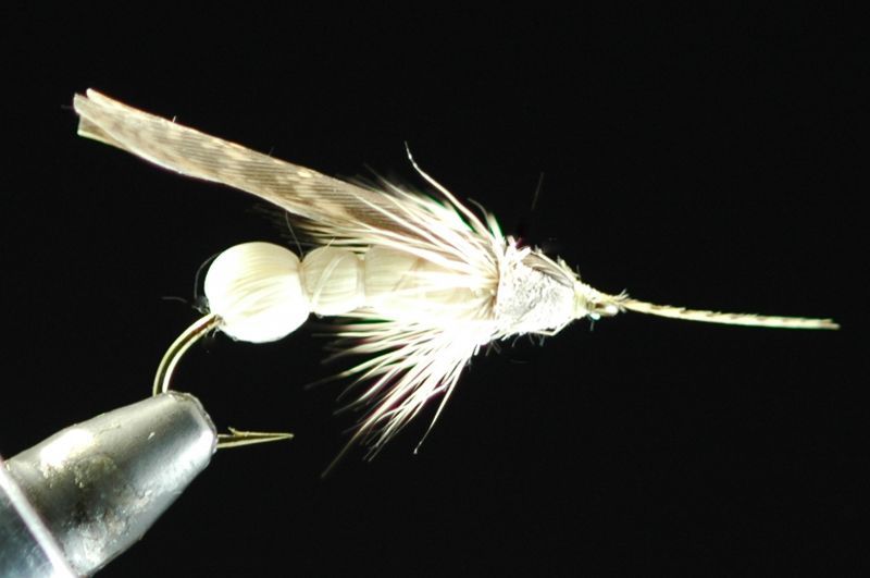 タシロ　ヒゲナガカワトビゲラ　アダルト　＃6 fix