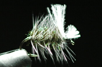 CDCクラスターミッジ　ダン