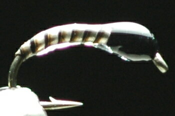 ユスリカピューパ（カーブ）ストリップド