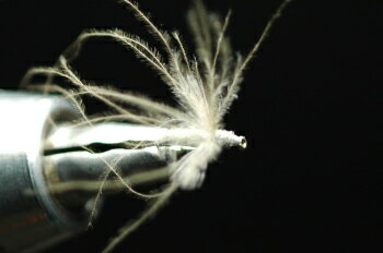 ガガンボ（クレイン）アダルト　グレー　カーブ