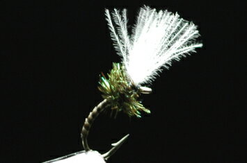 CDCミッジピューパ（カーブ）ストリップド/ハール