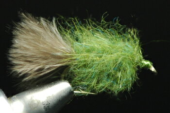 MSCニンフ　ピーコック