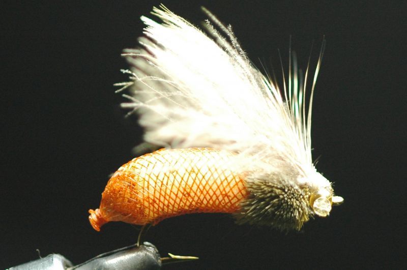 イワイ　スーパーシケーダー　ブラウン　S fix