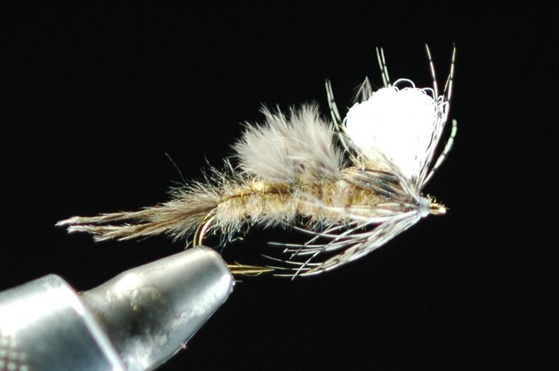 ADW　フローティング　モンカゲニンフ　＃8 fix