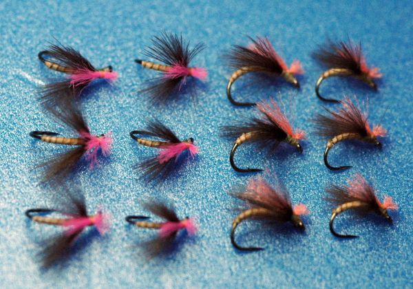 CDCフタバコカゲロウ　スペント　12本セット