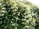 八重咲もっこうバラ　5号鉢白いバラで、清楚なホワイトガーデンを★八重咲モッコウバラ【ホワイト】　5号鉢