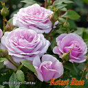 パフューム ドレス 伸長：1.3～2m 花色：シルバーラベンダー 花径：8～10cm 花弁数：40～50枚 花形：半剣弁高芯咲き～ロゼット咲き ラベンダーの印象的な大輪花に、ブルー系の魅惑的な香りが素晴らしい品種です。 品種名はふんわりとしたドレスが豊かな香りをまとっている雰囲気から。 株はよく伸びて綺麗な葉も特徴です。