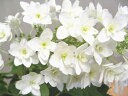 カシワバアジサイ【柏葉スノーフレーク】4号ポット清楚な花色が 梅雨の雨によく映えます★柏葉あじさい【八重咲き】 4号ポット カシワバアジサイ【柏葉スノーフレーク】4号ポット清楚な花色が 梅雨の雨によく映えます★柏葉あじさい【八重咲き】 4号ポット