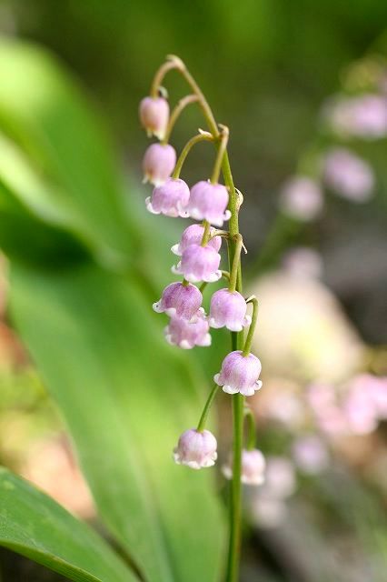 ドイツスズラン【ピンク】初夏を感じる涼しげなお花♪お庭が明るくなるピンク色のすずらん1です！ドイツスズラン【ピンク】　3号鉢