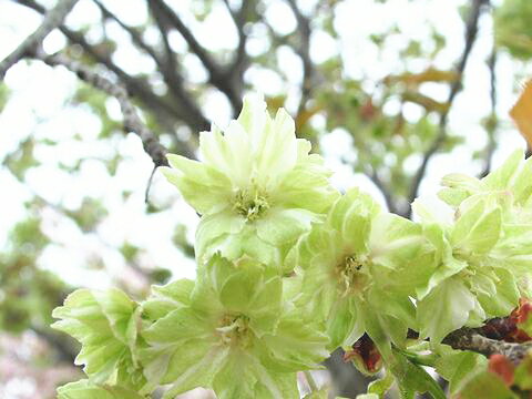 桜の苗【御衣黄桜】　3.5号ポット緑色の桜！ボリューミーな八重咲き種です♪ご自宅で春を感じられる贅沢を♪サクラの苗【ギョイコウザクラ】　3.5号ポットのサムネイル