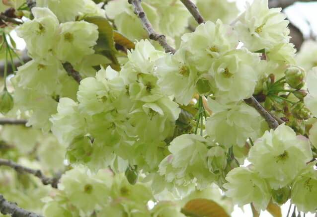 桜の苗【鬱金桜】　3.5号ポットうす黄緑色のお花を咲かせる八重咲き品種♪ご自宅で春を感じられる贅沢を♪サクラの苗【ウコン桜】　3.5号ポットのサムネイル