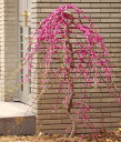 アメリカハナズオウ　低木　花　庭木　ガーデニング　紅葉樹 アメリカハナズオウの苗ピンクの花がしだれて咲きます♪ハート型の葉も赤から緑、黄色と変化して通年楽しめる植物です！花蘇芳