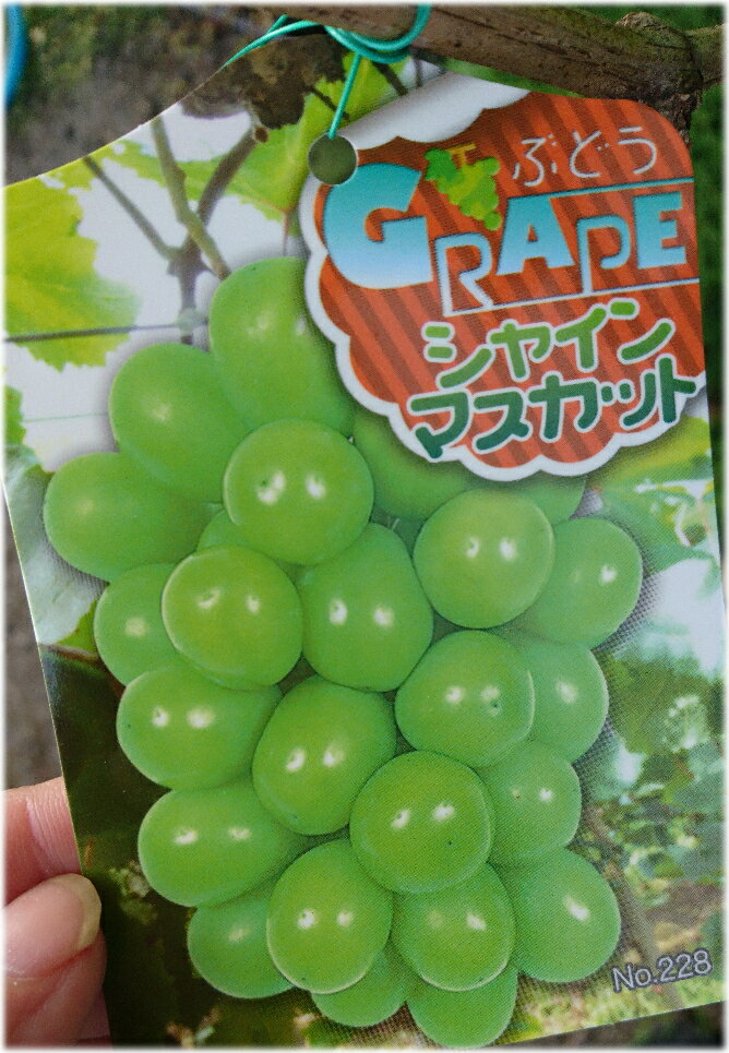 【葡萄】ブドウの女王を抜いた奇跡の晩品 高い糖度 皮ごと食べられる大注目のマスカット シャインマスカットの苗 4号ポット【実無し】【ぶどう】【シャインマスカット 苗 苗木 皮ごと】