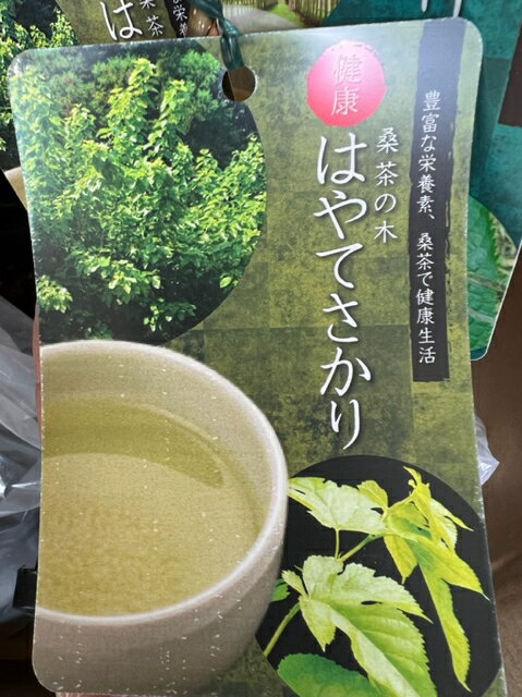 リュウノヒゲ（竜の髭）9cmポット 288株 産地直送 グランドカバー 送料無料 苗木 植木 苗 庭木 生け垣 下草