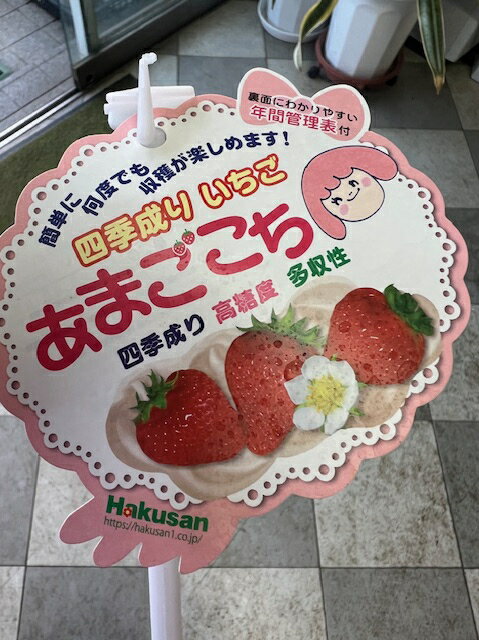 イチゴ苗【四季成りイチゴ あまごこち】長期連続開花性 豊産性に優れた品種です♪登録品種：【新白鳥4号】あまごごち 家庭菜園 ガーデニング 野菜 果樹 いちご 苺