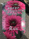 エキナセア【サンシーカースイートフクシア】3.5号ポット新品種 発色の良い濃いピンク色の花色です。コンパクトで花付きがよく、丈夫で育てやすい品種ですエキナセア セミダブル 宿根草 ガーデニング 園芸(4)
