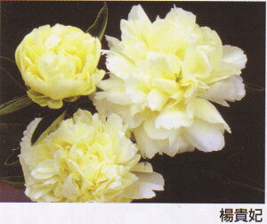 シャクヤクその名のごとく、美しい黄色のお花です華やかに咲き誇る花姿は何とも言えません♪高級シャクヤク 楊貴妃 4号ポット 【芍薬】