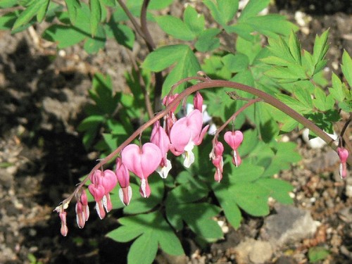 ぷっくりとふくらんだハート形のお花がかわいらしいです♪桃色タイツリソウ　