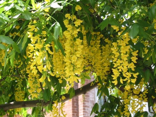 鮮やかな黄色のお花が房状に咲き誇ります！お庭に華やかな存在感を・・・キングサリ　4号　【山野草】