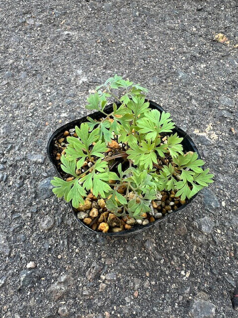 ディセントラ ドリーミングハーツ 3.5号ポット　先端にピンクのリップが入るかわいらしい四季咲き品種..