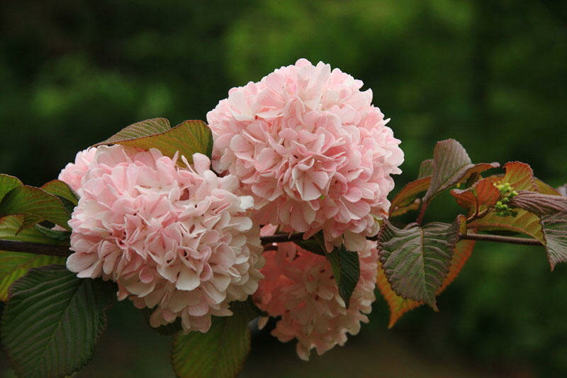 ピンクオオデマリ【メリーミルトン】人気のピンクオオデマリのなかでもきわめて鮮やかなローズピンクの花色品種です♪　ピンクオオデマリ【メリーミルトン】　4号ポット【ビバーナム】のサムネイル