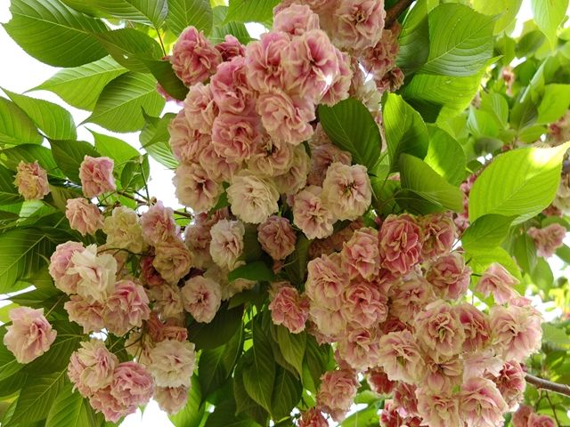 桜の苗【須磨浦普賢象】　3.5号ポットふっくら大きな黄色のお花を咲かせる八重咲き...