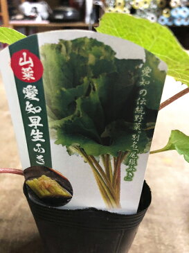 愛知早生ふき苗　3号ポット愛知の伝統野菜！柔らかく、食べやすい品種です！透き通った淡緑いろの葉柄は独特の香りと苦みがあります　愛知早生フキ苗　山菜　蕗　ふきのとう