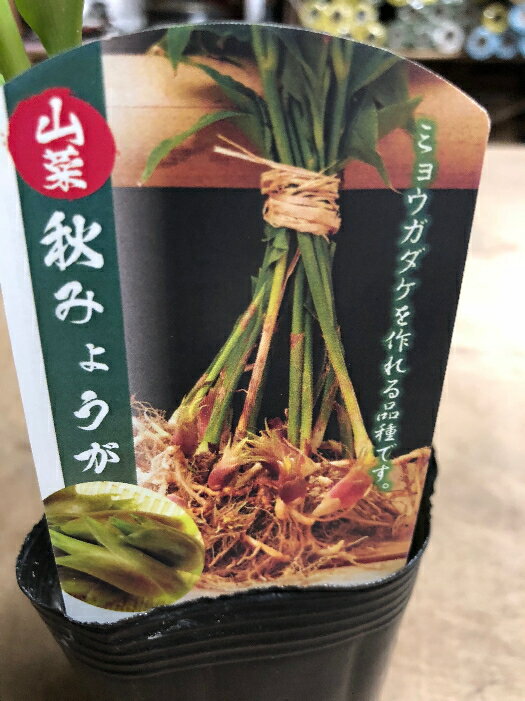 秋みょうがの苗　3号ポット絶品おすすめ山菜シリーズ！素焼きで味噌をつけて食べると絶妙においしいです！！　秋ミョウガの苗　山菜