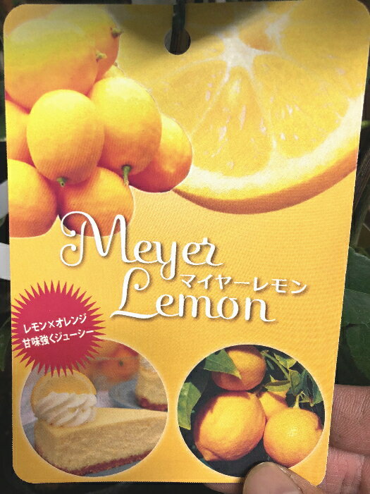 マイヤーレモンの苗　4号ポット　オレンジとレモンの交配種！果汁たっぷり！皮まで食べられる品種です♪ビタミンCがた〜っぷり含まれた..