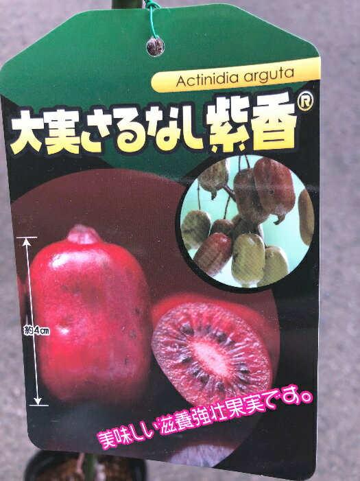 楽天市場】コクワ サルナシの通販 楽天市場】コクワ サルナシの通販